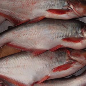 পাঙ্গাস মাছ এক পিস ( ৫ কেজি )