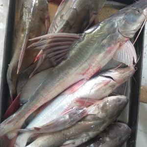 নদীর ট্যাংরা তিন কেজি