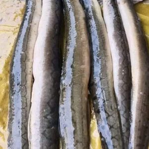 কোরাল মাছ ১ পিস ( ৩ কেজি )