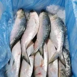 ৬ কেজি ( ১২ পিস ইলিশ )